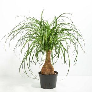 Indoor Palm Plants & Trees