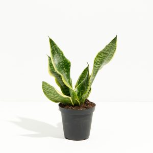 Snake Plants (Sansevieria)