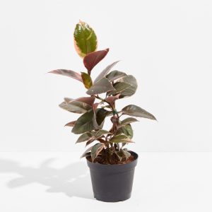 Ficus Tree Plants